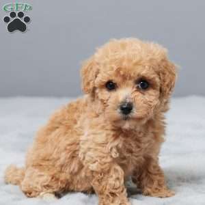 Sandy, Bich-Poo Puppy